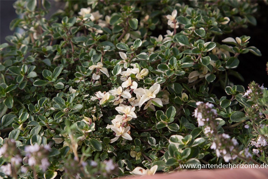 Zitronen-Thymian 'Foxley'