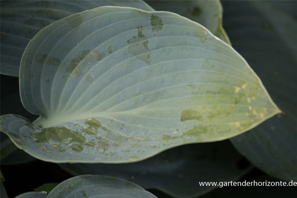 Hosta x tardiana 'Halcyon'