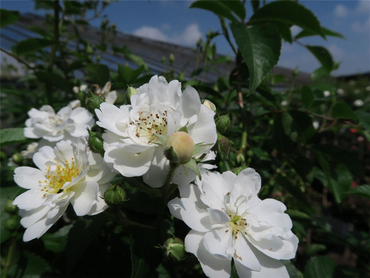 Kletterrose 'Guirlande d'Amour'®