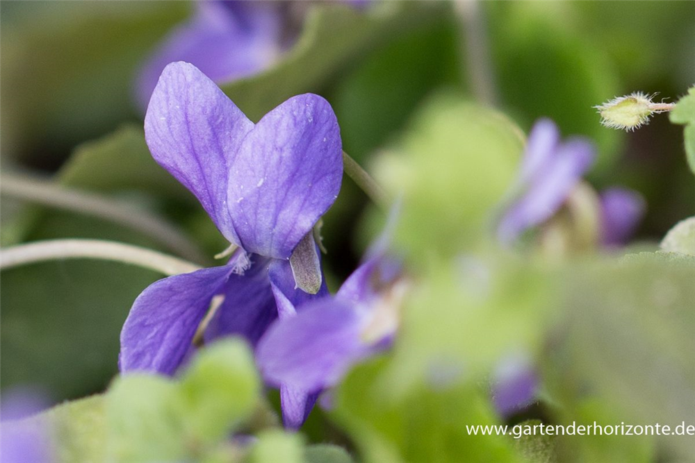 Garten-Duft-Veilchen 'Königin Charlotte'