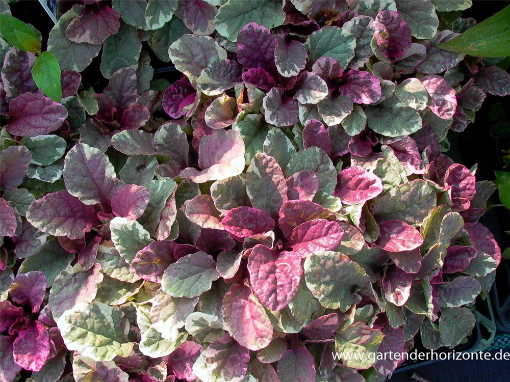 Garten-Günsel 'Burgundy Glow'