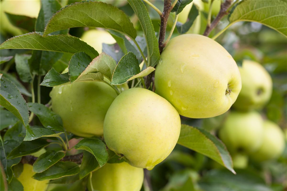 Apfel 'Golden Delicious'