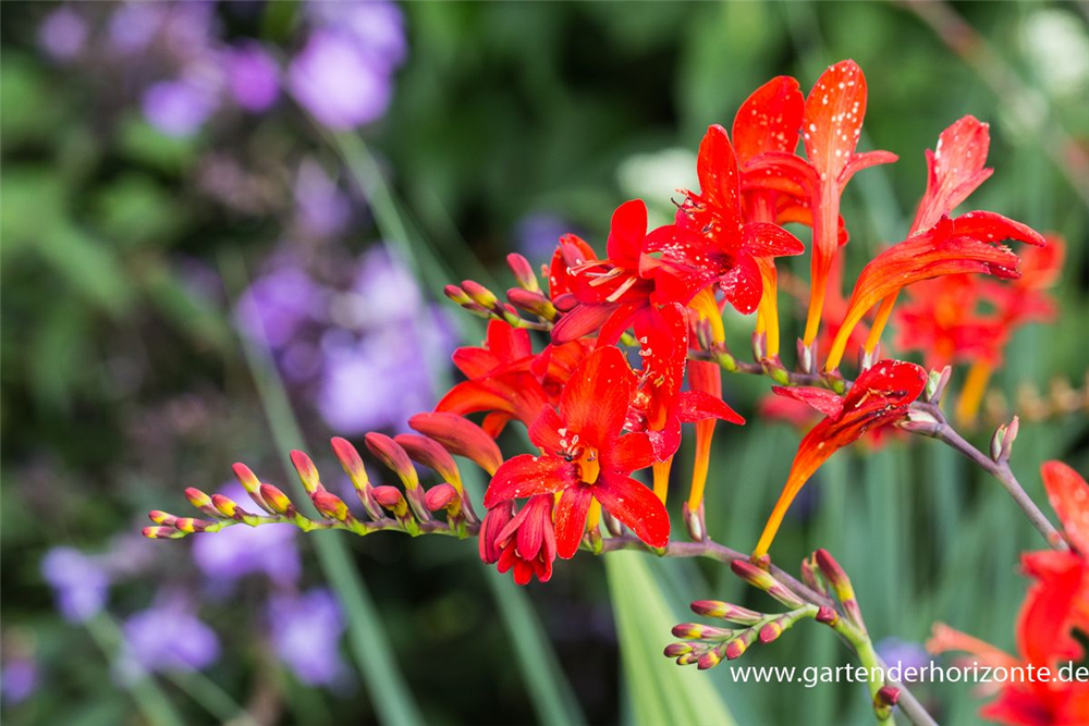 Crocosmia x crocosmiiflora 'Lucifer'