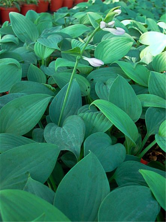 Duftende Lilien-Funkie