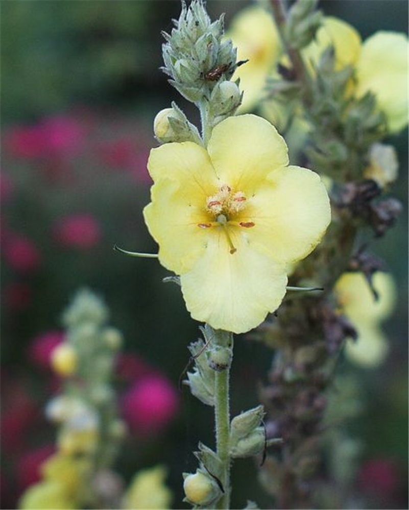 Kandelaber-Königskerze