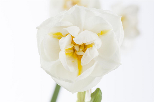 Narzisse 'Bridal Crown'