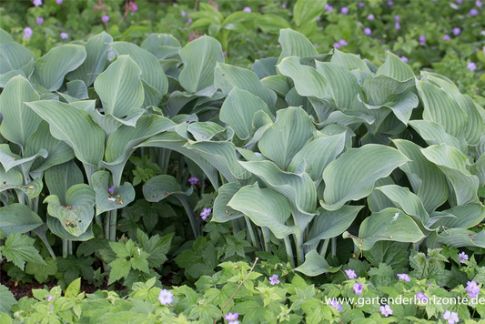 Graublaue Garten-Funkie 'Krossa Regal'