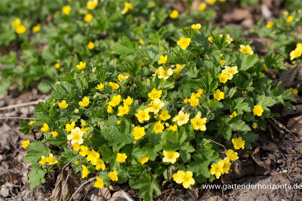 Nelkenwurzähnliche Waldsteinie