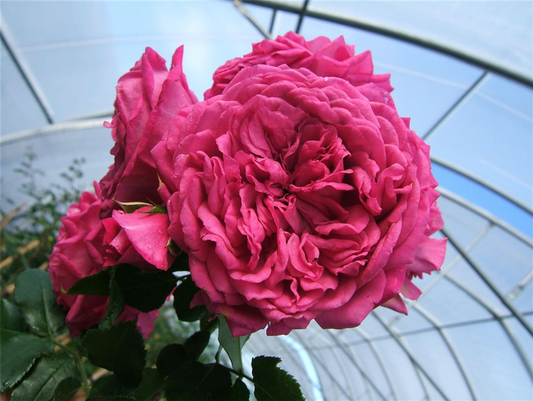 Kletterrose 'Laguna'®