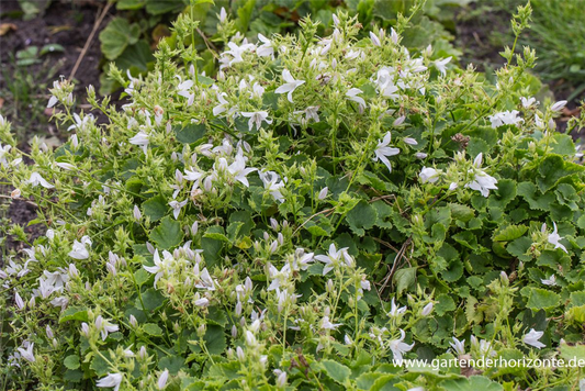 Campanula poscharskyana 'Schneeranke'