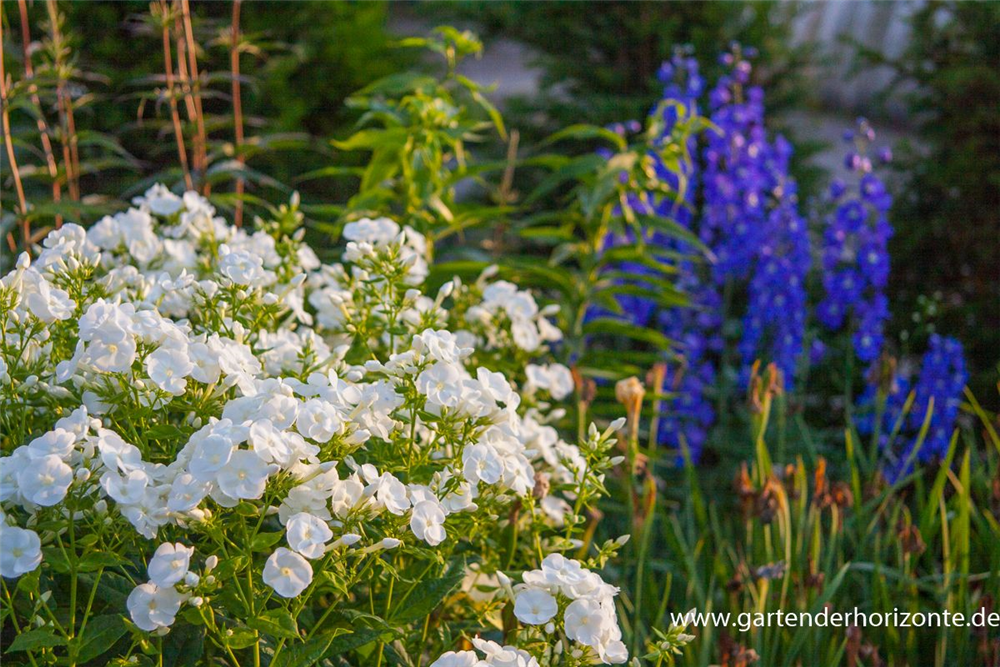 Hohe Garten-Flammenblume 'Danielle'