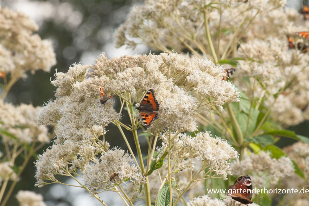 Großer Garten-Wasserdost 'Bartered Bride'