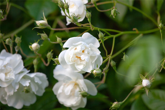 Kletterrose 'Bobby James'