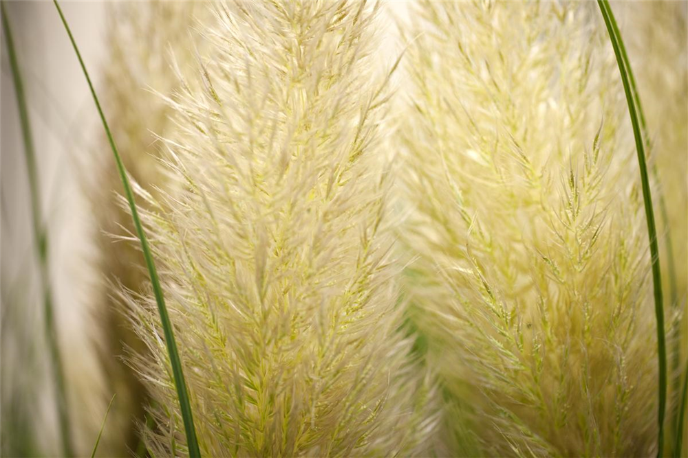 Cortaderia selloana 'Weiße Feder'