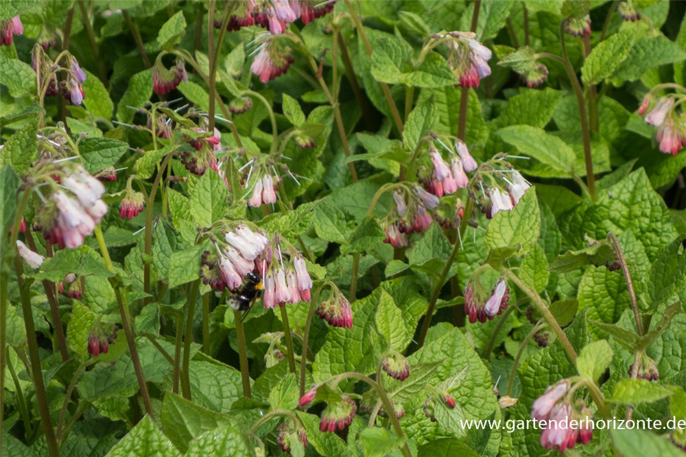 Kleiner Kaukasus-Beinwell
