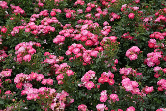 Zwergrose 'Charmant'®