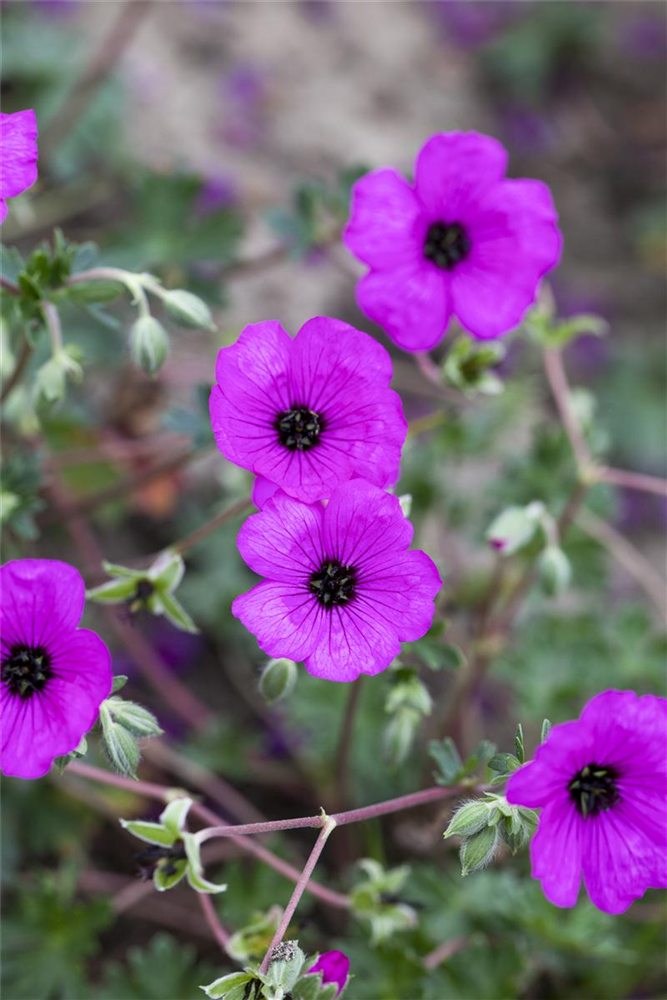Geranium cinereum subcaulesc.'Giuseppii'