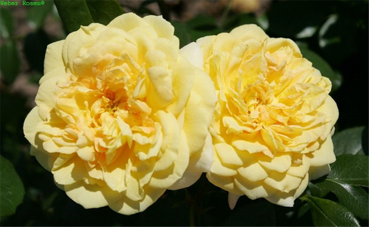 Beetrose 'Sunstar'®