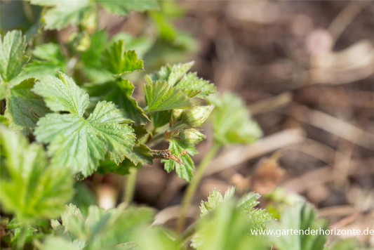 Nelkenwurzähnliche Waldsteinie