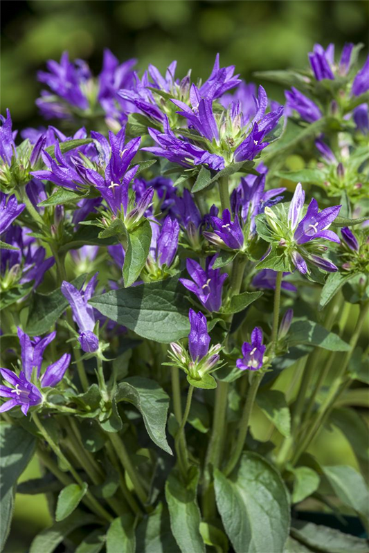 Campanula glomerata 'Dahurica', gen.