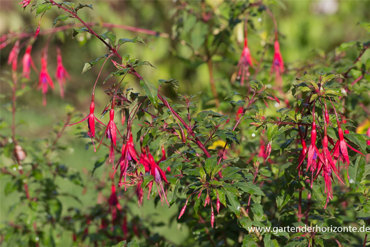 Garten-Fuchsie