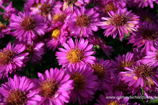 Garten-Kissen-Aster 'Starlight'