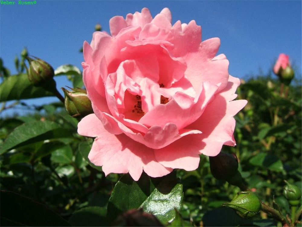 Beetrose 'Sommerwind'®