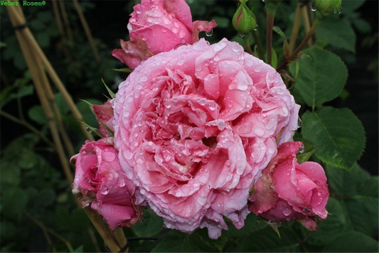 Kletterrose 'Bienvenue'®