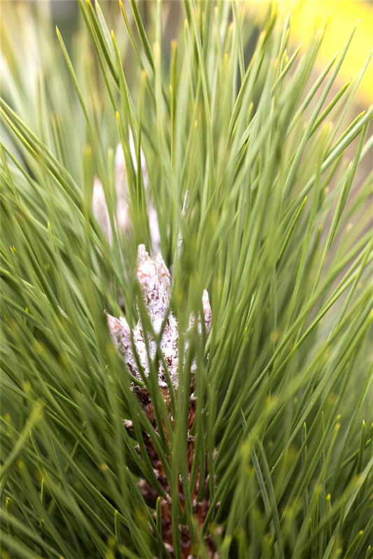 Schwarzkiefer 'Green Tower'