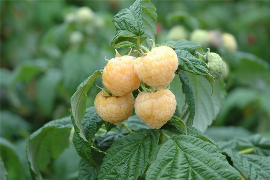 R Rubus idaeus 'Golden Everest' CAC