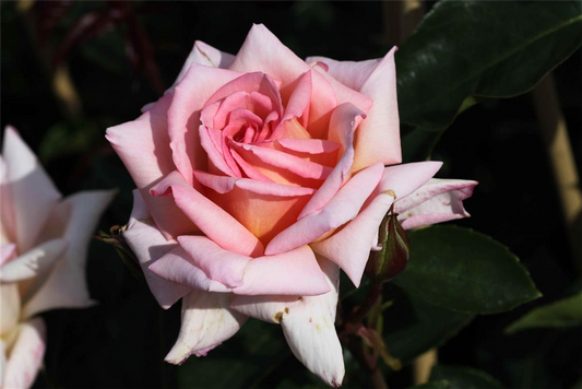 Kletterrose 'Compassion'®