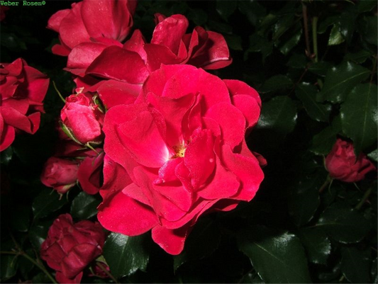 Beetrose 'Rotilia'®