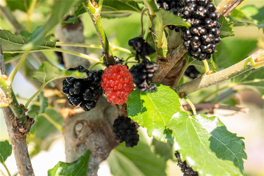 Maulbeere BobBonBerry® 'MojoBerry'