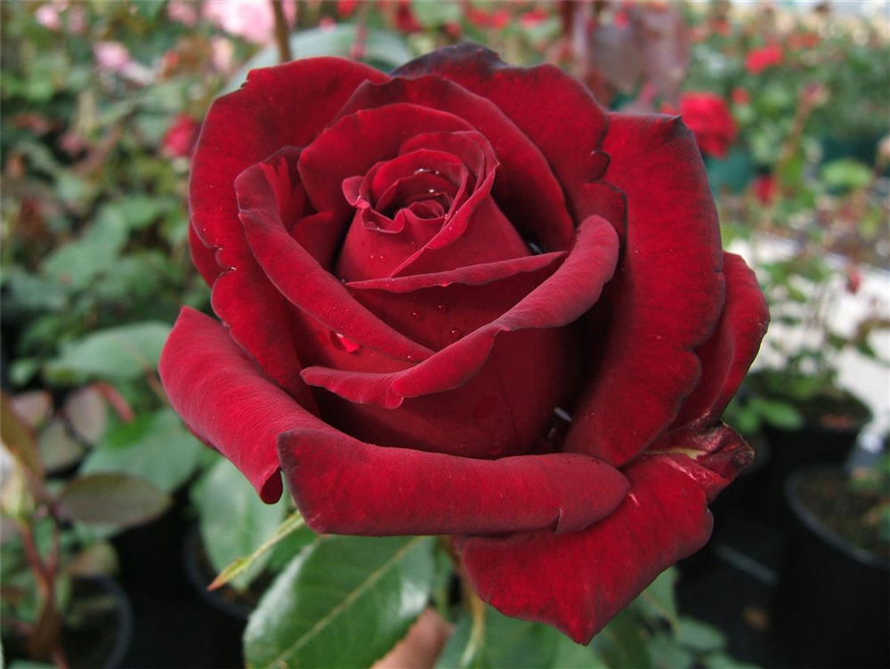 Edelrose 'Ingrid Bergmann'®