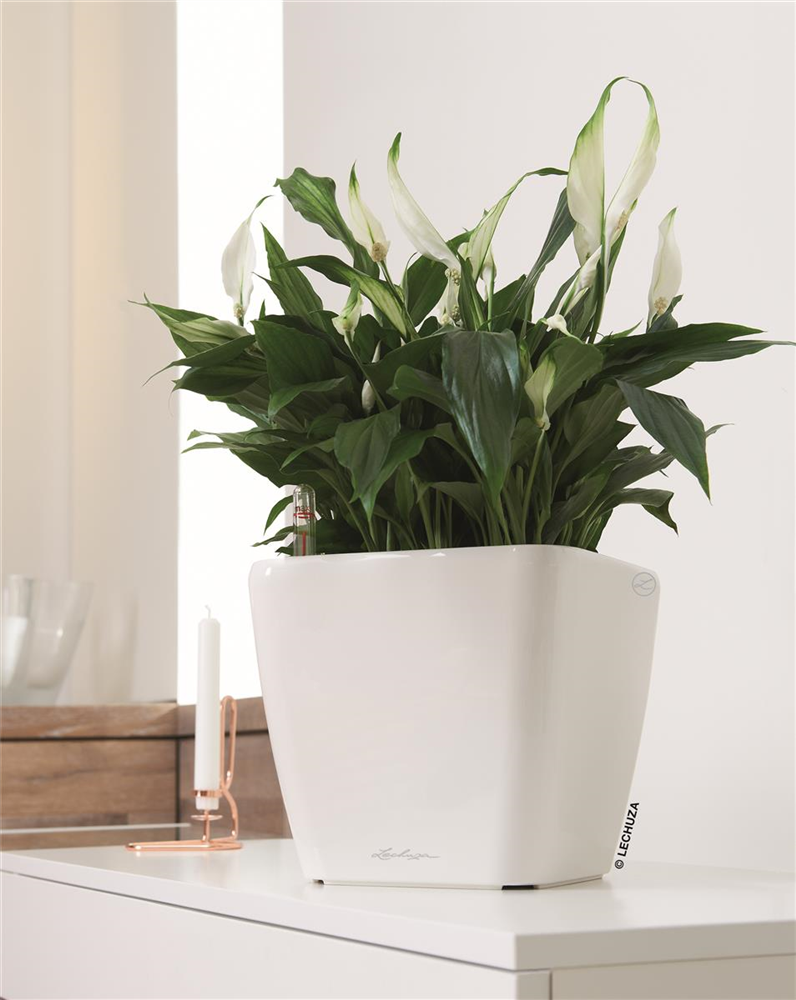 LECHUZA QUADRO Premium LS 28