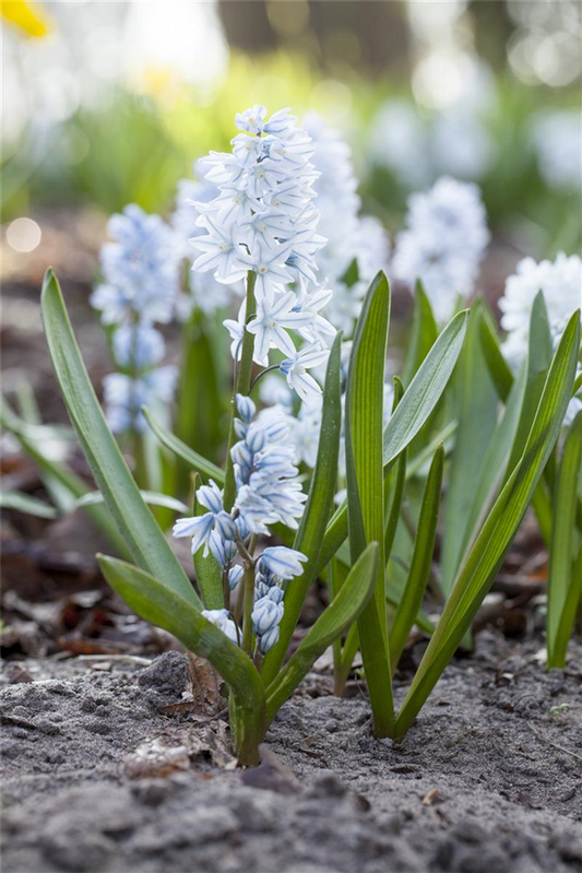 Apollo-Scheinhyazinthe - 10 Blumenzwiebeln
