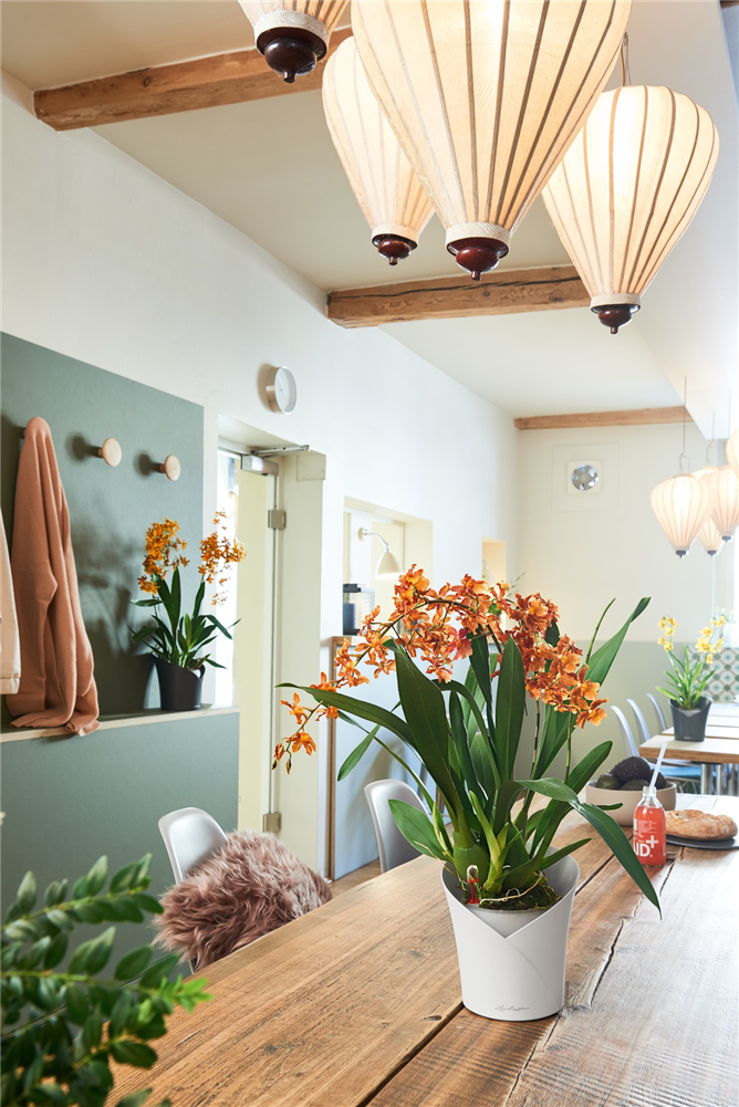 LECHUZA ORCHIDEA Color