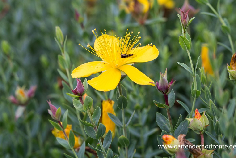 Hypericum polyphyllum 'Grandiflorum'