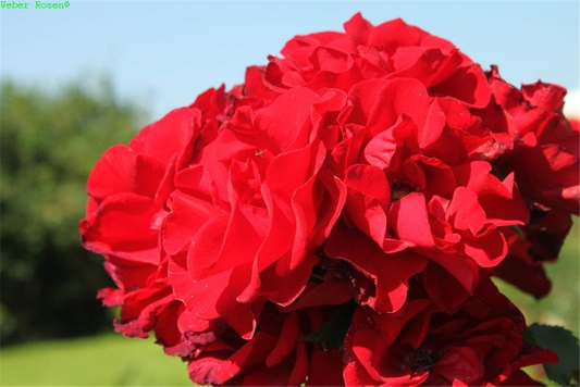 Strauchrose 'Roter Korsar'®
