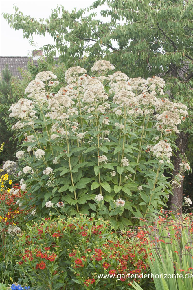 Großer Garten-Wasserdost 'Bartered Bride'