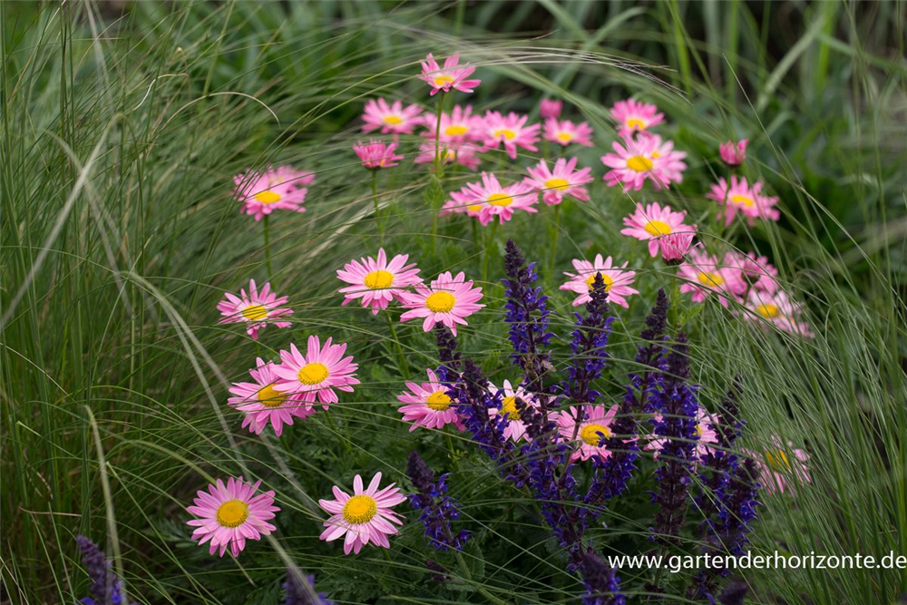 Bunte Margerite