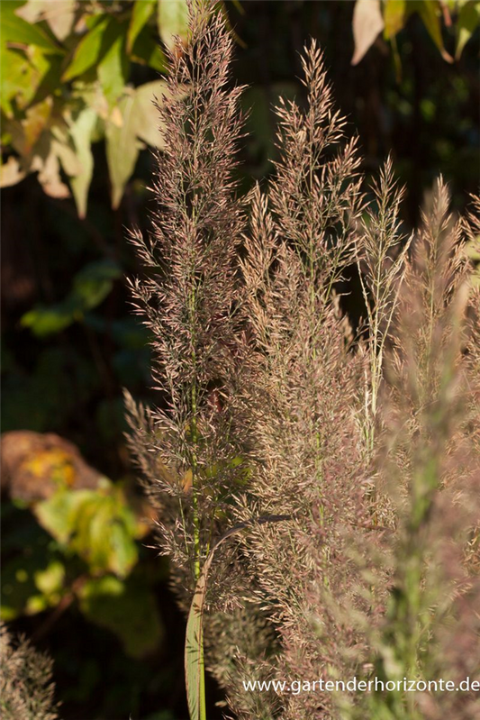 Calamagrostis brachytricha