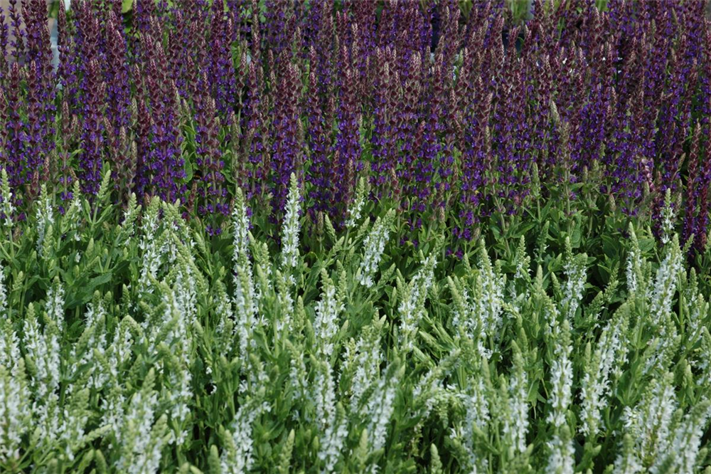 Garten-Blüten-Salbei 'Mainacht'