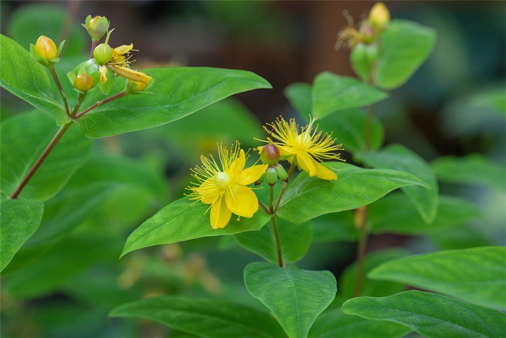 Hypericum perforatum