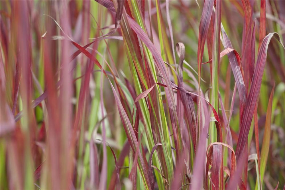 Imperata cylindrica var.koenig.'Red Baron'