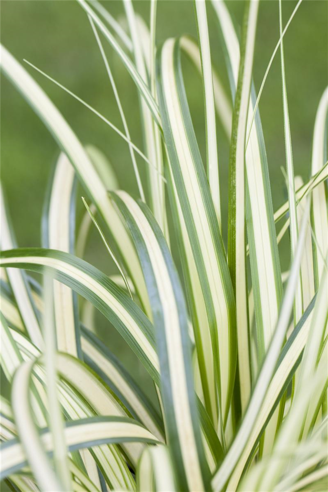 Carex ornithopoda 'Variegata'