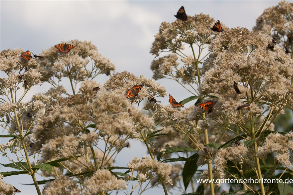 Großer Garten-Wasserdost 'Bartered Bride'