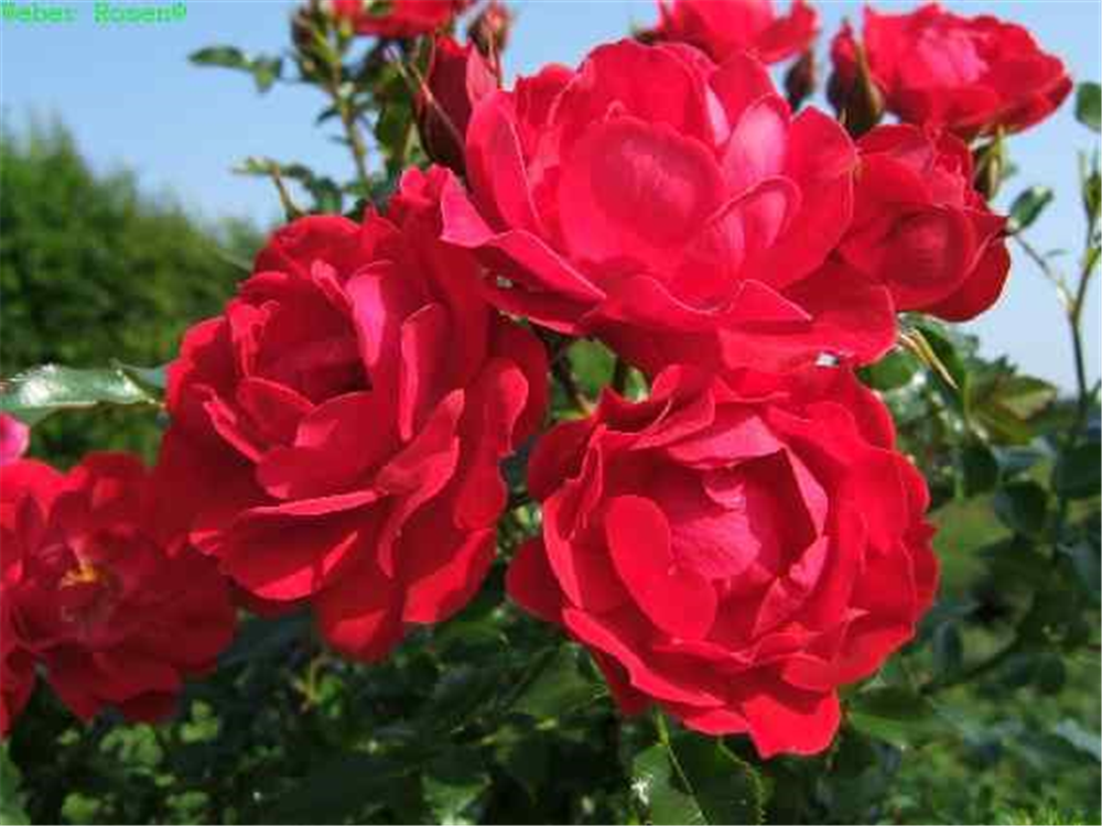 Bodendeckerrose 'Limesglut'®