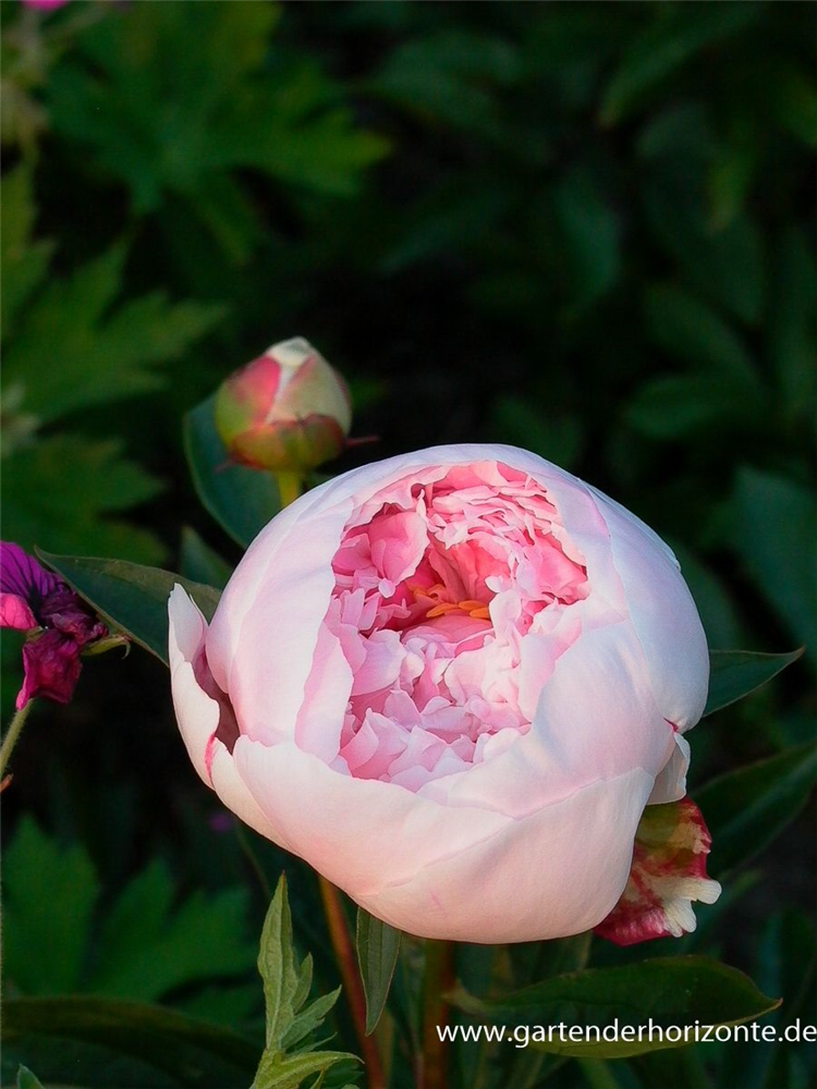 Garten-Pfingstrose 'Sarah Bernhardt'