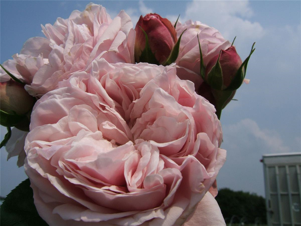 Kletterrose 'Giardina'®